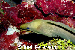 This very friendly eal was enjoying his day on the reef! 
 by Joel Peterson 